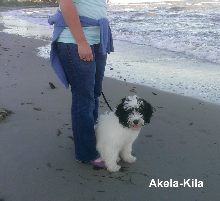 ../Images/Akela-Kila-Okt-2014-02.jpg