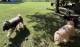Thumbs/tn_IMG_7446.jpg