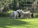 Thumbs/tn_IMG_7449.jpg